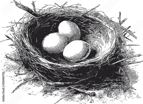 Detailed black and white illustration of three eggs in a bird's nest. Vector illustration
