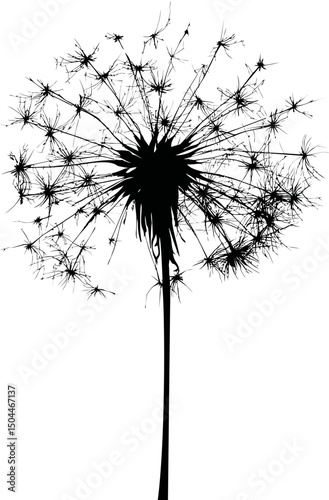 Silhouette of a dandelion with seeds ready to disperse. Vector illustration