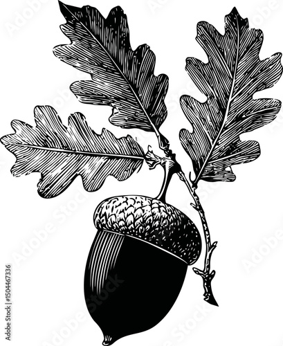 Detailed black and white illustration of an acorn with oak leaves, vintage style. Vector illustration