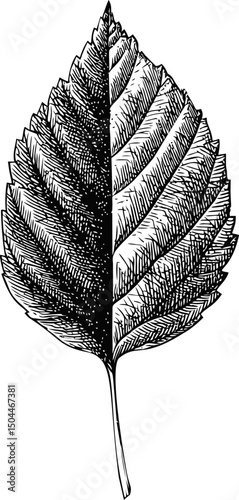 Detailed black and white illustration of intricate leaf design concept art. Vector illustration