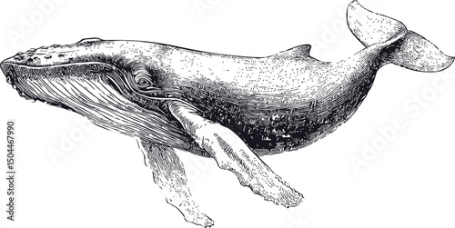 Hand-drawn black and white illustration of a humpback whale swimming gracefully. Vector illustration