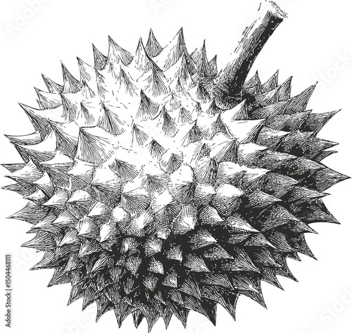 Detailed black and white sketch of a durian fruit with spiky texture. Vector illustration