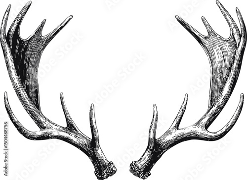 Detailed black and white sketch of deer antlers with intricate texture. Vector illustration