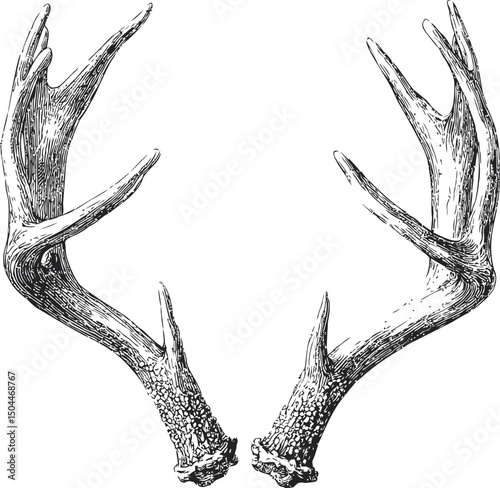 Detailed black and white illustration of deer antlers on a plain background. Vector illustration