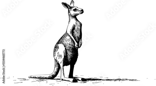 Black and white illustration of a kangaroo standing upright in profile view. Vector illustration