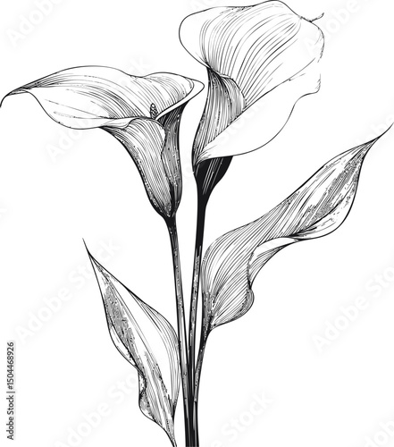 Elegant black and white drawing of calla lilies with detailed lines, botanical art. Vector illustration