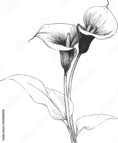 Black and white illustration of two calla lilies with detailed petals. Vector illustration