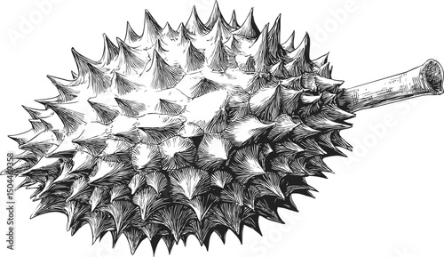 Detailed black and white durian fruit sketch illustration with spikes. Vector illustration
