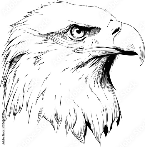 Detailed black line drawing of an eagle head with intense gaze, vector sketch. Vector illustration