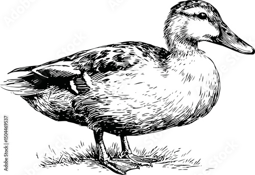 Detailed black and white illustration of a duck on grass. Vector illustration
