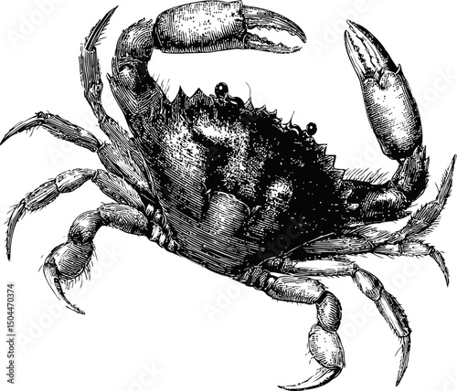 Detailed black and white engraving of a crab with large claws illustration. Vector illustration