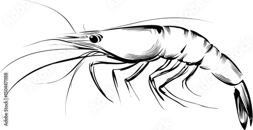 Detailed black and white shrimp illustration with flowing lines, expressive form. Vector illustration