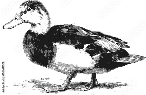 Detailed black and white illustration of a duck with textured feathers. Vector illustration