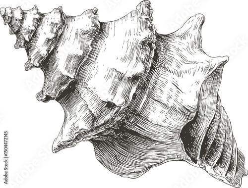 Detailed black ink sketch of a conch shell showcasing intricate textures. Vector illustration