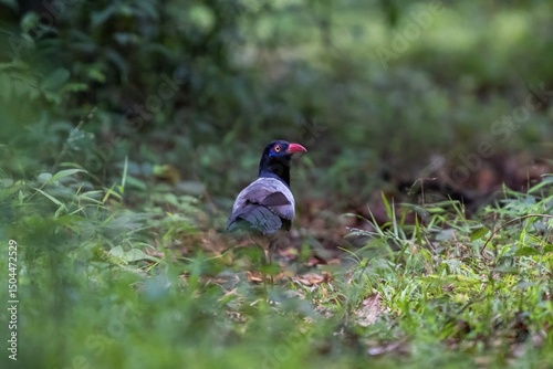 Coral Billed Ground Cuckoo Wildlife