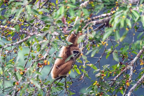 Wild animals, gibbons in the forest are eating wild fruits.