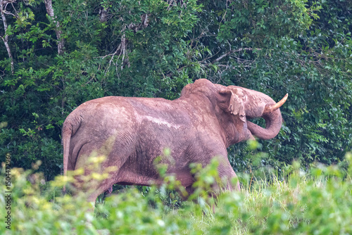 Wild elephants stretch to show their strength