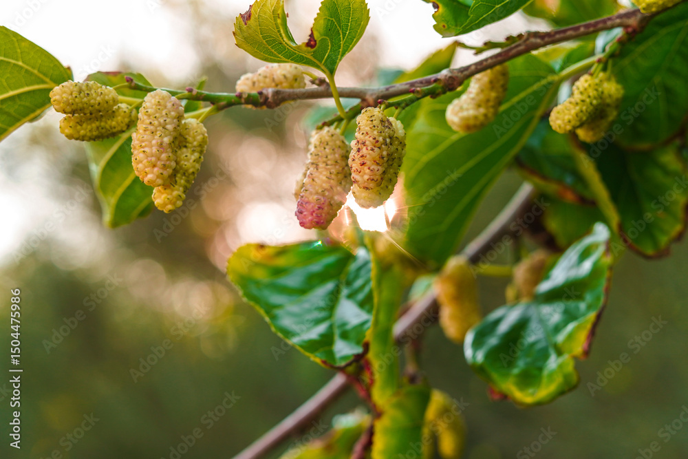 Obraz premium White Mulberries (Morus Alba) on a brench, Fresh white mulberry berries on tree., white mulberries with tree branches and green leaves, Wild white mulberry tree with branches full of fruits.