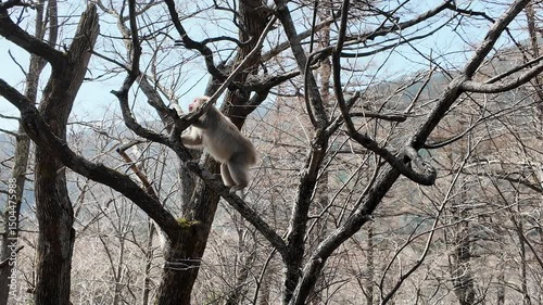 Japanese Macaque or Snow monkeys in the forest of Kamikochi