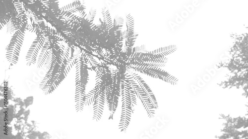 silhouette shadow overlay of leaf, Mysterious dark silhouette of leaf creates shadow overlay effect against transparency background. This tranquil nature scene at night evokes calm and peacefulness
