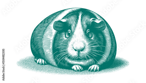 Abyssinian Guinea Pig vector