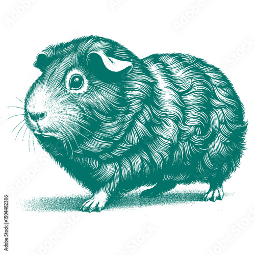 Abyssinian Guinea Pig vector