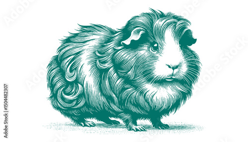Abyssinian Guinea Pig vector