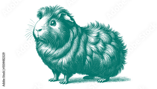 Abyssinian Guinea Pig vector