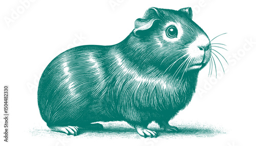 Abyssinian Guinea Pig vector