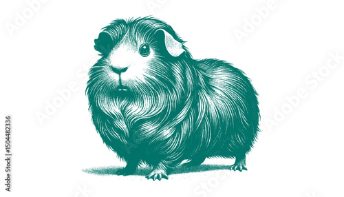 Abyssinian Guinea Pig vector