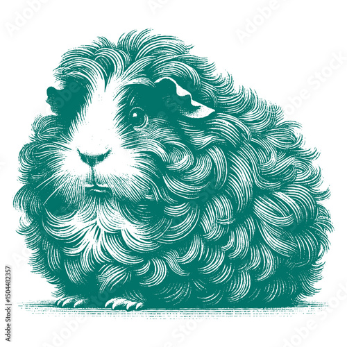Abyssinian Guinea Pig vector