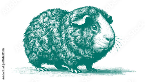 Abyssinian Guinea Pig vector