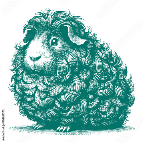 Abyssinian Guinea Pig vector