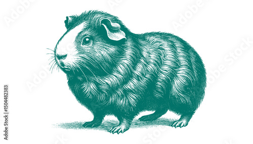 Abyssinian Guinea Pig vector