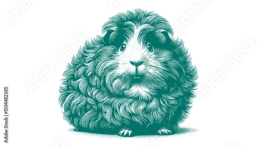 Abyssinian Guinea Pig vector