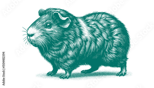 Abyssinian Guinea Pig vector