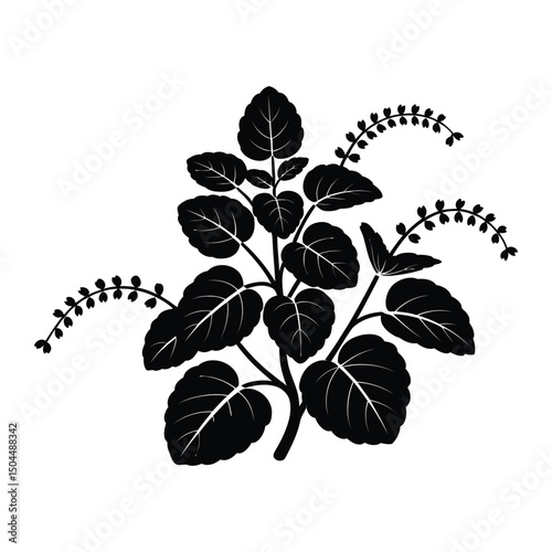 Lemon Balm Silhouette, Vector, Illustration, Icon, Logo, White Background.