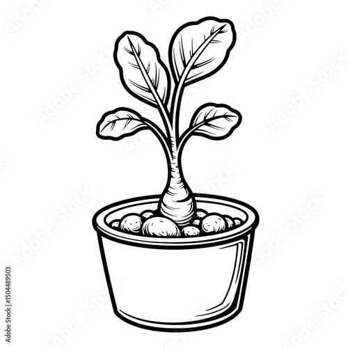 Sprouted Ginger Root in Pot Line Art, Black Outlines Botanical Illustration