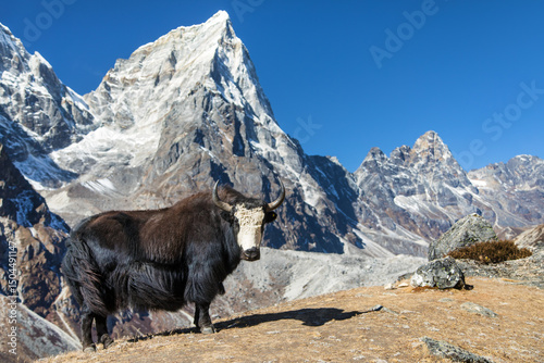 black and white yak or dzo way to Everest base camp