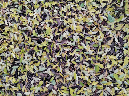 Autumn Leaf Plots