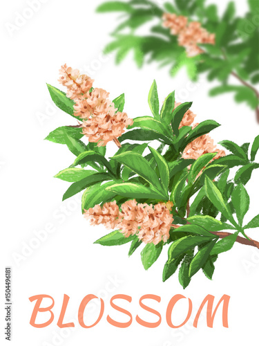 Hand drawn blooming chestnut tree branches illustration