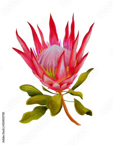 Bright protea flower painted by hand
