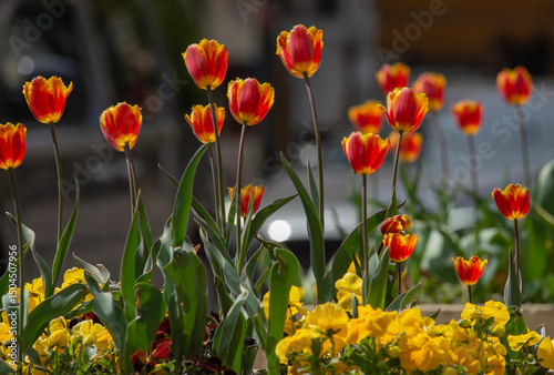Orange Colorful Tulips on Blurred  Urban Background