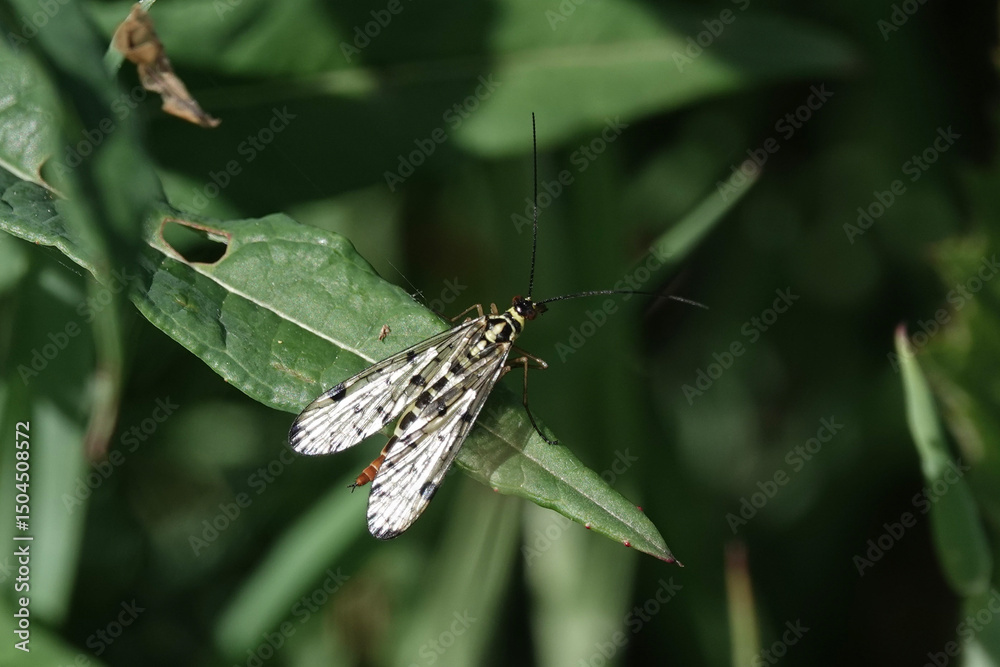 Fototapeta premium A Scorprionfly (Panorpa) resting on a leaf