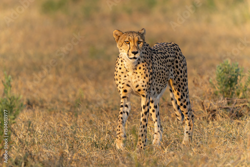 Cheetah (Acinonyx jubatus) walking and searching for prey in the late afternoon in Mashatu Game Reserve in the Tuli Block in Botswana      