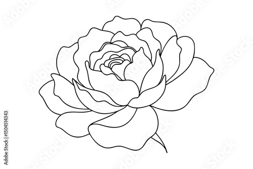 Minimalist Peony Line Drawing Floral Art