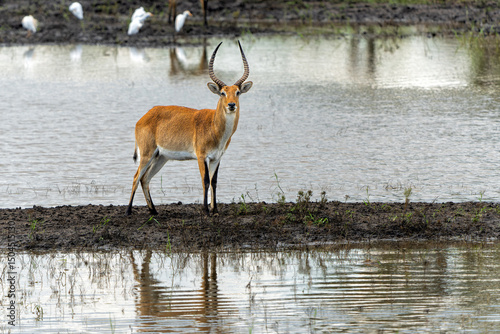 Lechwe, red lechwe, or southern lechwe (Kobus leche) in the Okanvanga floodplains in Mahango National Park in the Carivistrip of Namibia