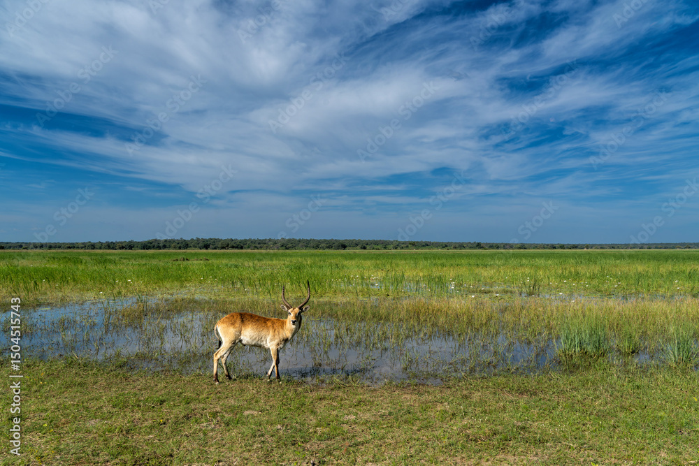 Fototapeta premium Lechwe, red lechwe, or southern lechwe (Kobus leche) in the Okanvanga floodplains in Mahango National Park in the Carivistrip of Namibia