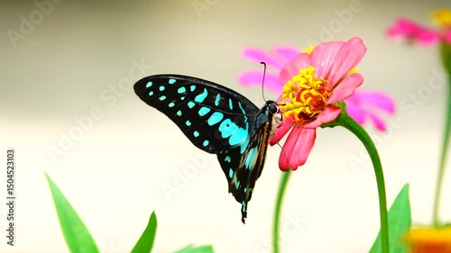Wallpaper Mural butterfly on flower Torontodigital.ca