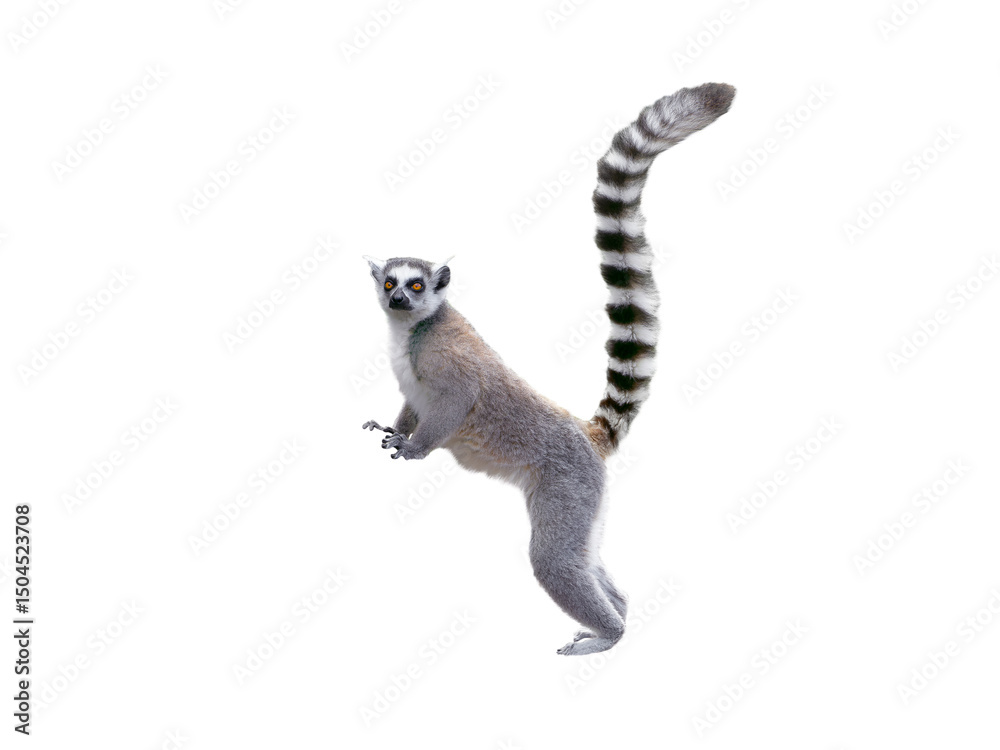 Fototapeta premium lemur isolated on white background